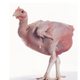 Illustration for article titled 6 Animals Shaped By Artificial Selection into Beautiful Monsters